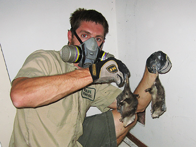 Grand Rapids raccoon trapping